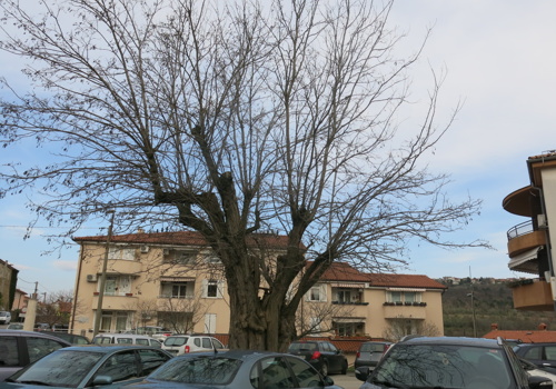 obrez dreves